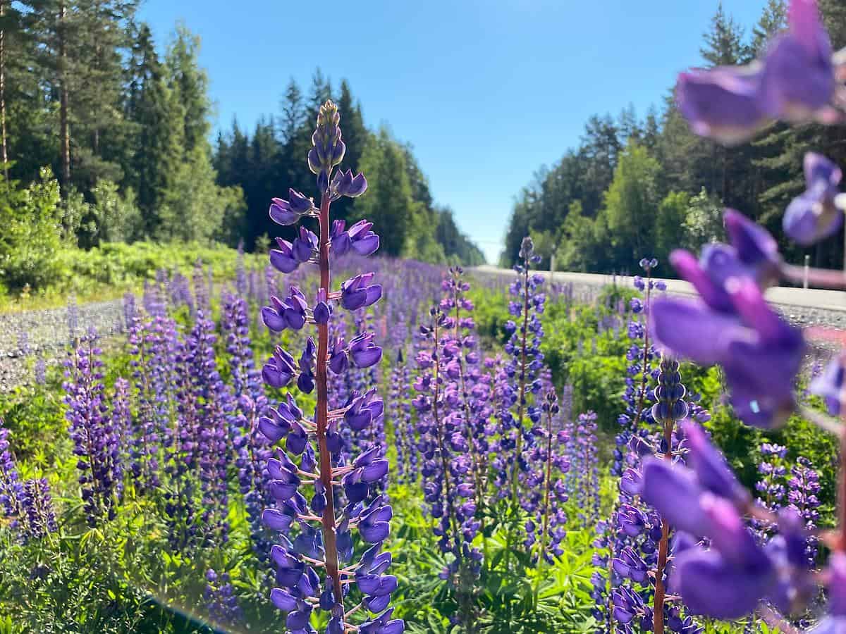 Blomsterlupin Blomsterlupin