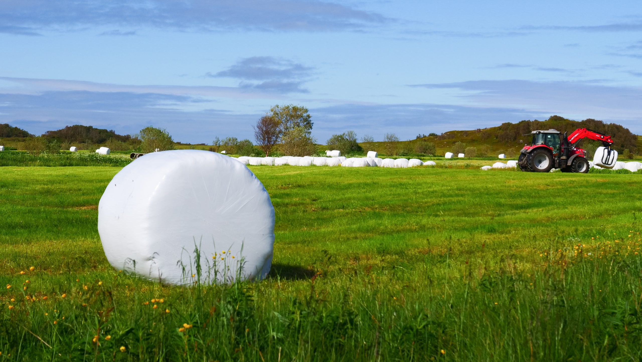 Bilden visar en lantlig scen med fokus på jordbruk. I förgrunden syns en stor rund höbal som är inslagen i vit plast. Höbalen är placerad på en grön äng. I bakgrunden syns flera liknande höbalar utspridda över fältet. Dessutom finns en röd traktor med ett jordbruksredskap som antingen samlar in eller distribuerar dessa höbalar. Himlen är delvis molnig med blåa partier, och det verkar vara dagtid på grund av det ljusa naturliga ljuset.