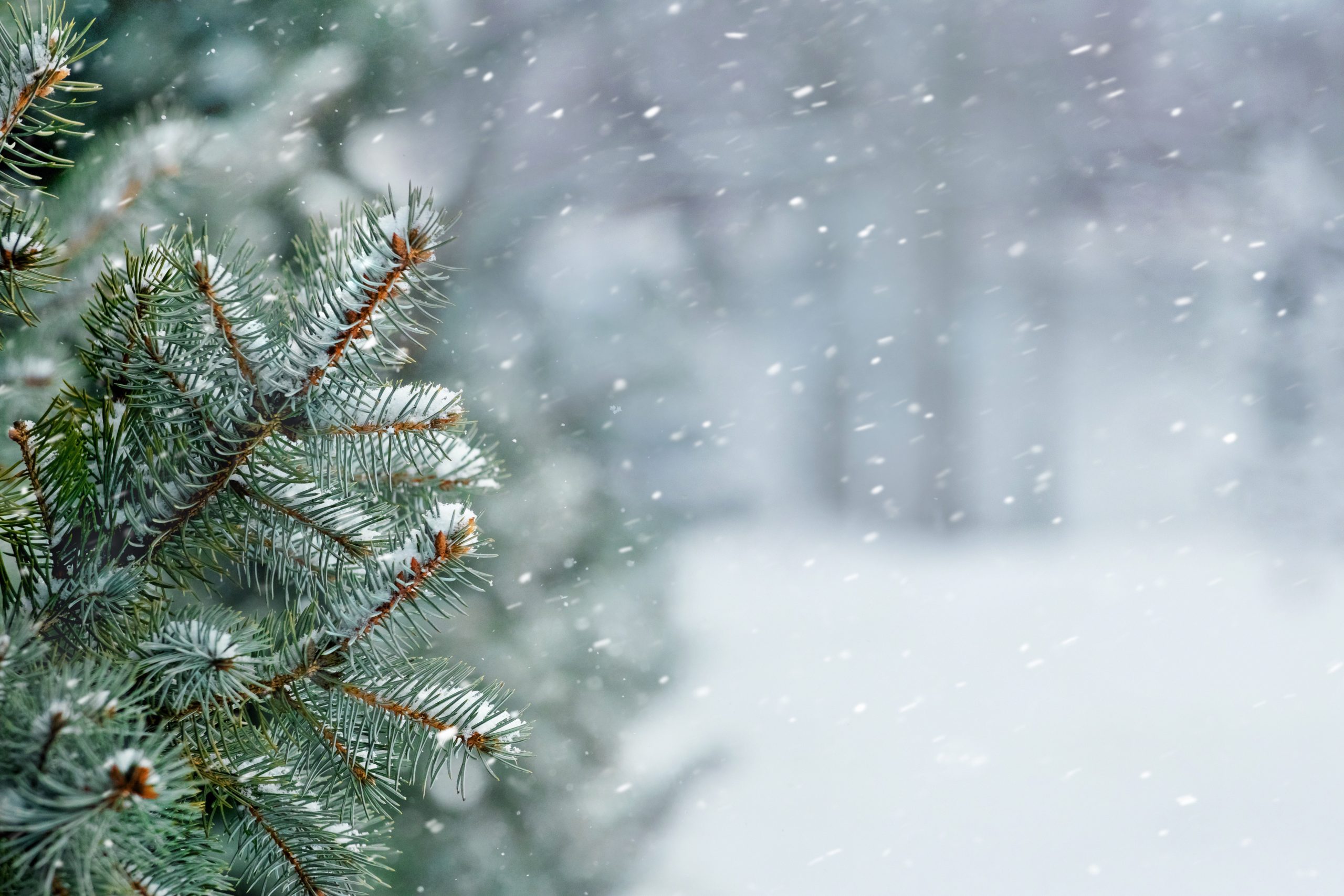 AdobeStock_378292685 Snötäckta grenar av gran